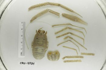 Media type: image;   Invertebrate Zoology CRU-4731 Description: Preserved specimen.;